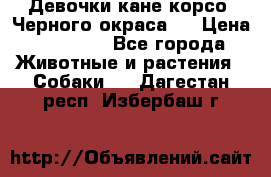 Девочки кане корсо. Черного окраса.  › Цена ­ 65 000 - Все города Животные и растения » Собаки   . Дагестан респ.,Избербаш г.